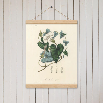 Bindweed (Convolvulus sepium) - Poster with hanger - Sighthound Creatives