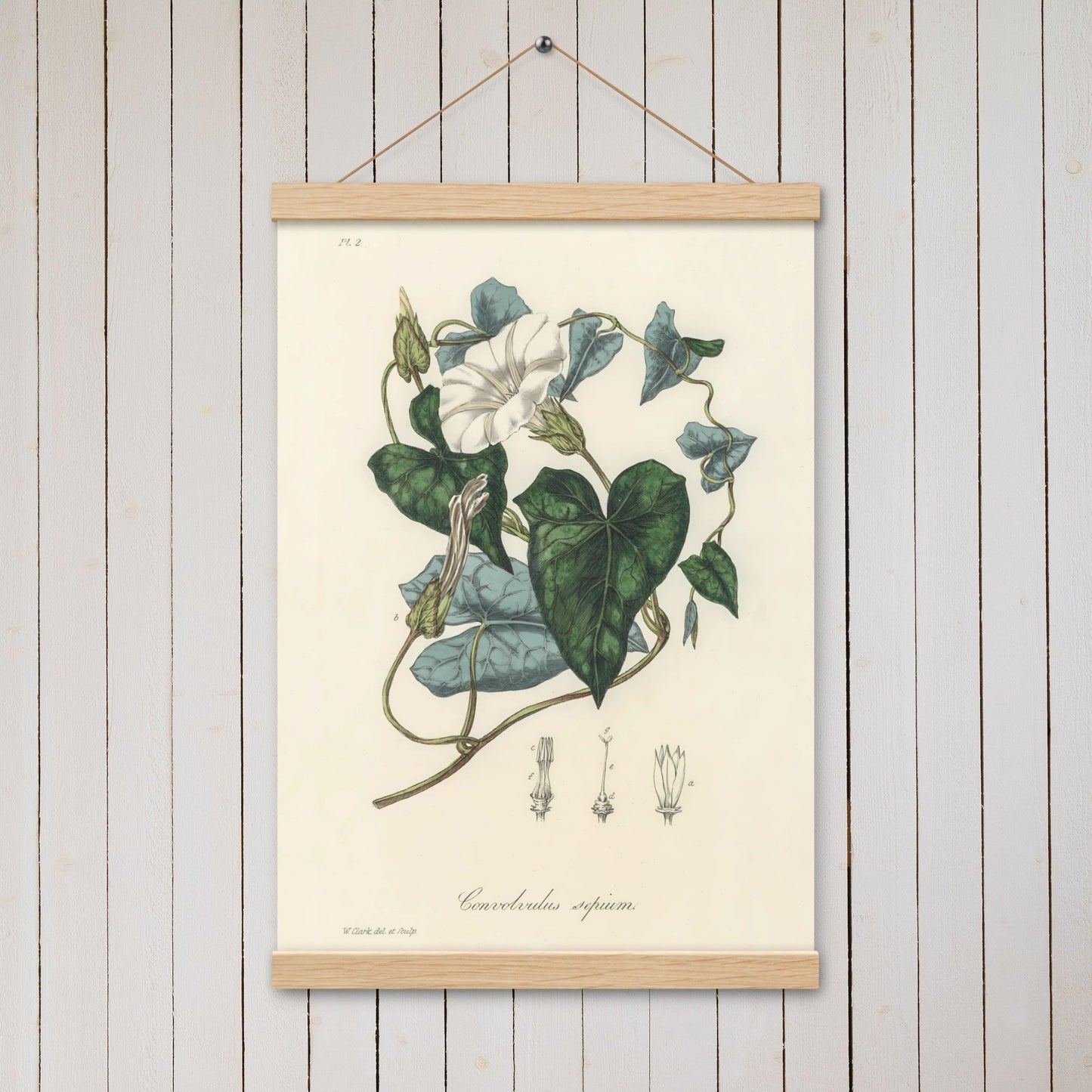 Bindweed (Convolvulus sepium) - Poster with hanger - Sighthound Creatives