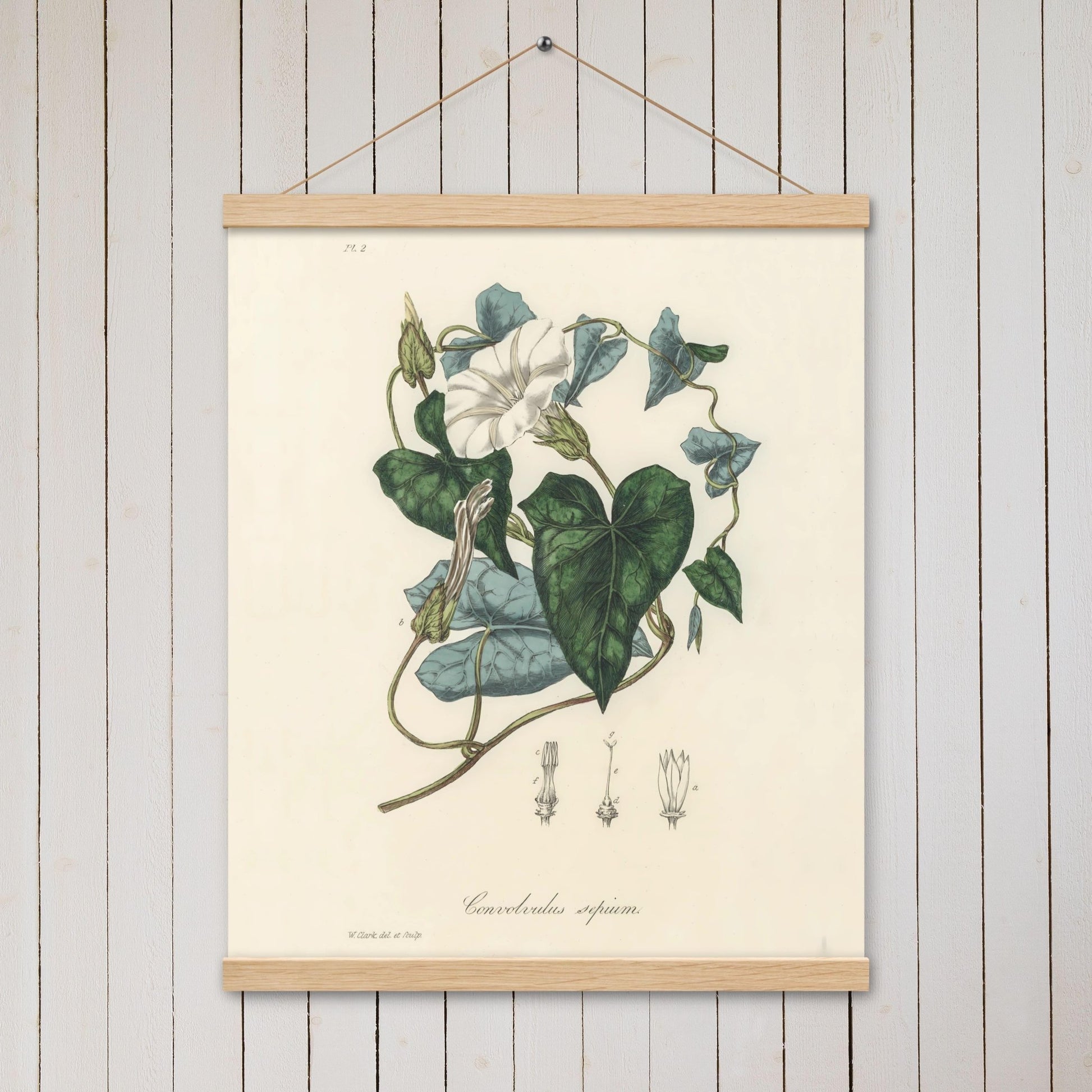 Bindweed (Convolvulus sepium) - Poster with hanger - Sighthound Creatives