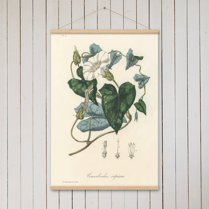 Bindweed (Convolvulus sepium) - Poster with hanger - Sighthound Creatives