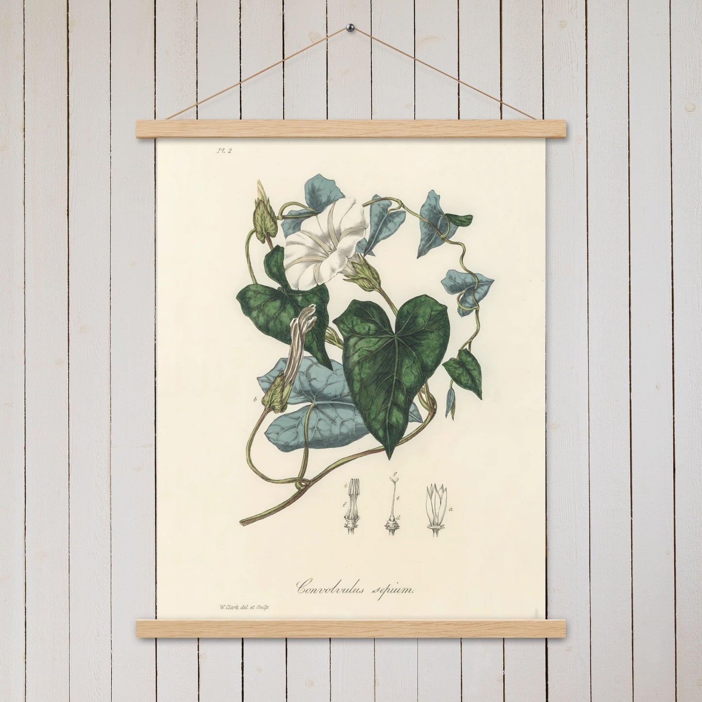 Bindweed (Convolvulus sepium) - Poster with hanger - Sighthound Creatives