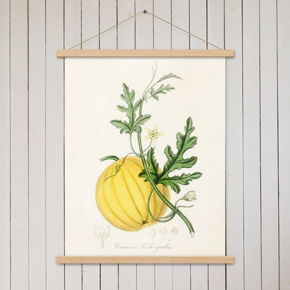 Bitter apple (Cucumis colocynthis) - Poster with hanger - Sighthound Creatives