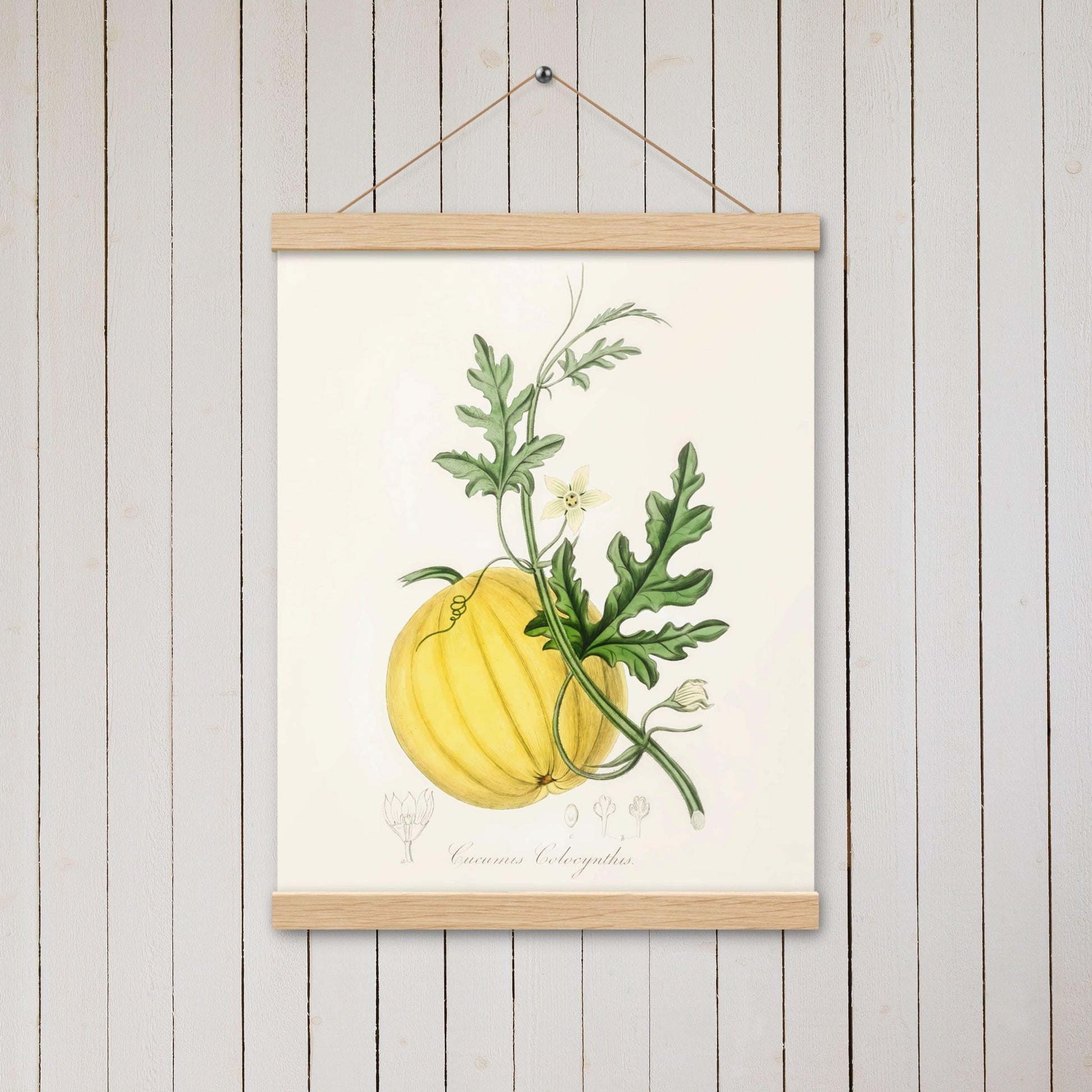 Bitter apple (Cucumis colocynthis) - Poster with hanger - Sighthound Creatives