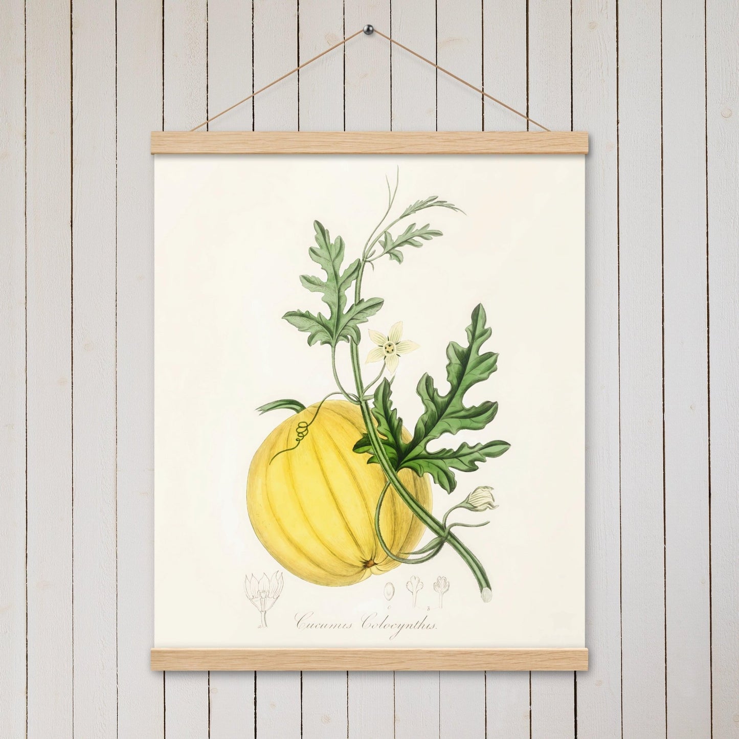 Bitter apple (Cucumis colocynthis) - Poster with hanger - Sighthound Creatives