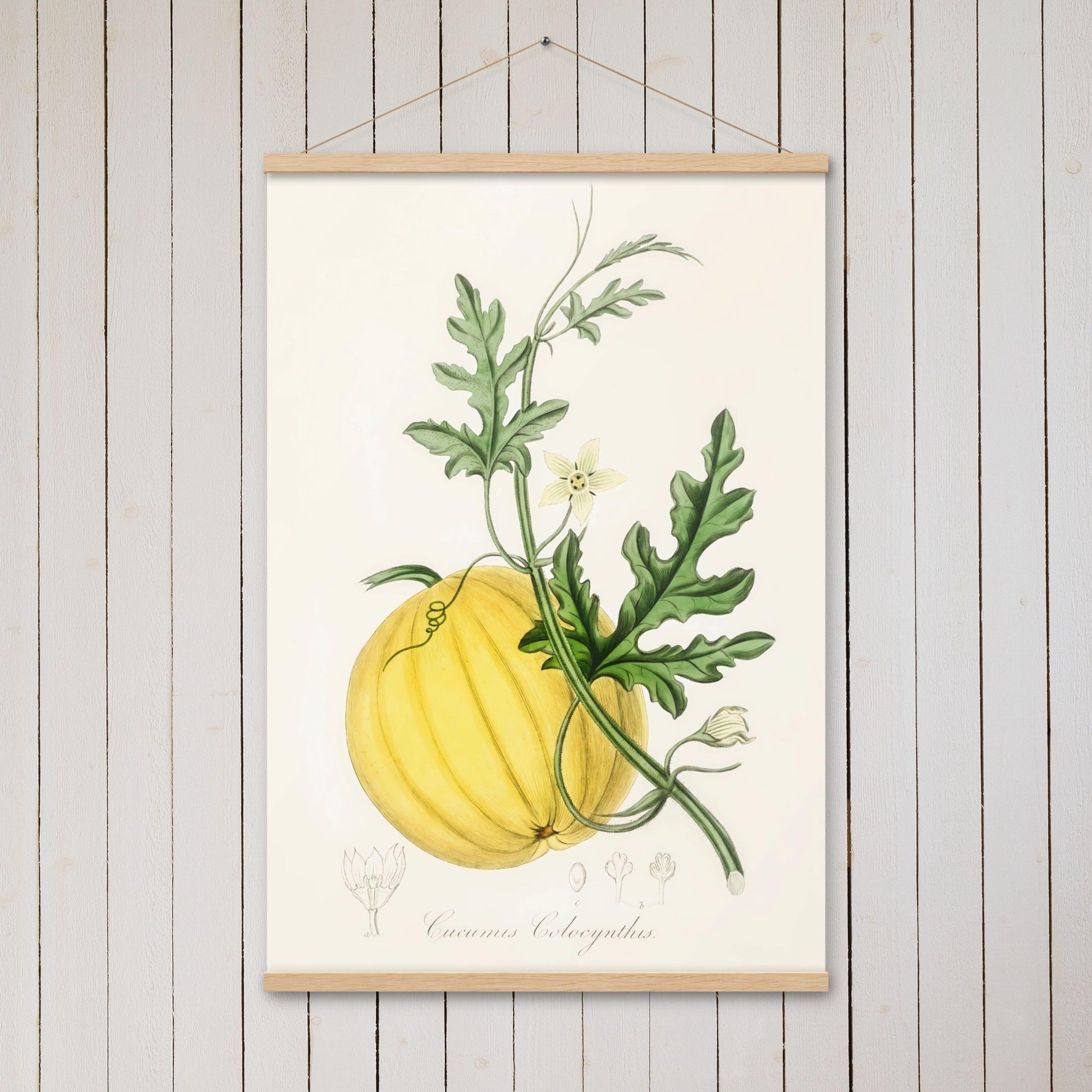 Bitter apple (Cucumis colocynthis) - Poster with hanger - Sighthound Creatives