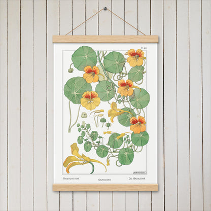 Capucine (Nasturtium) - Poster with hanger - Sighthound Creatives