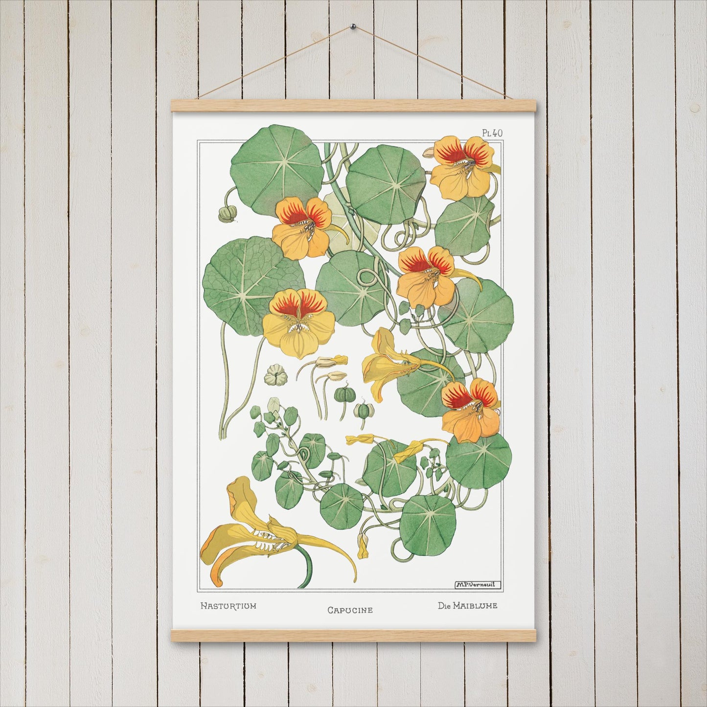 Capucine (Nasturtium) - Poster with hanger - Sighthound Creatives