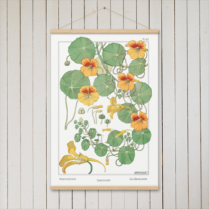 Capucine (Nasturtium) - Poster with hanger - Sighthound Creatives