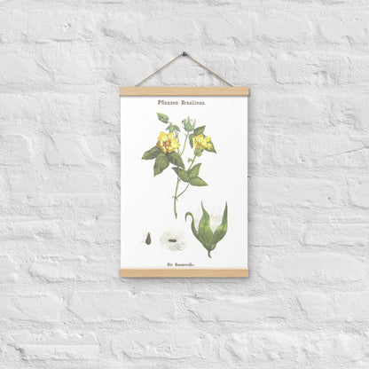 Cotton (Gossypium spp.) - Poster with hanger - Sighthound Creatives