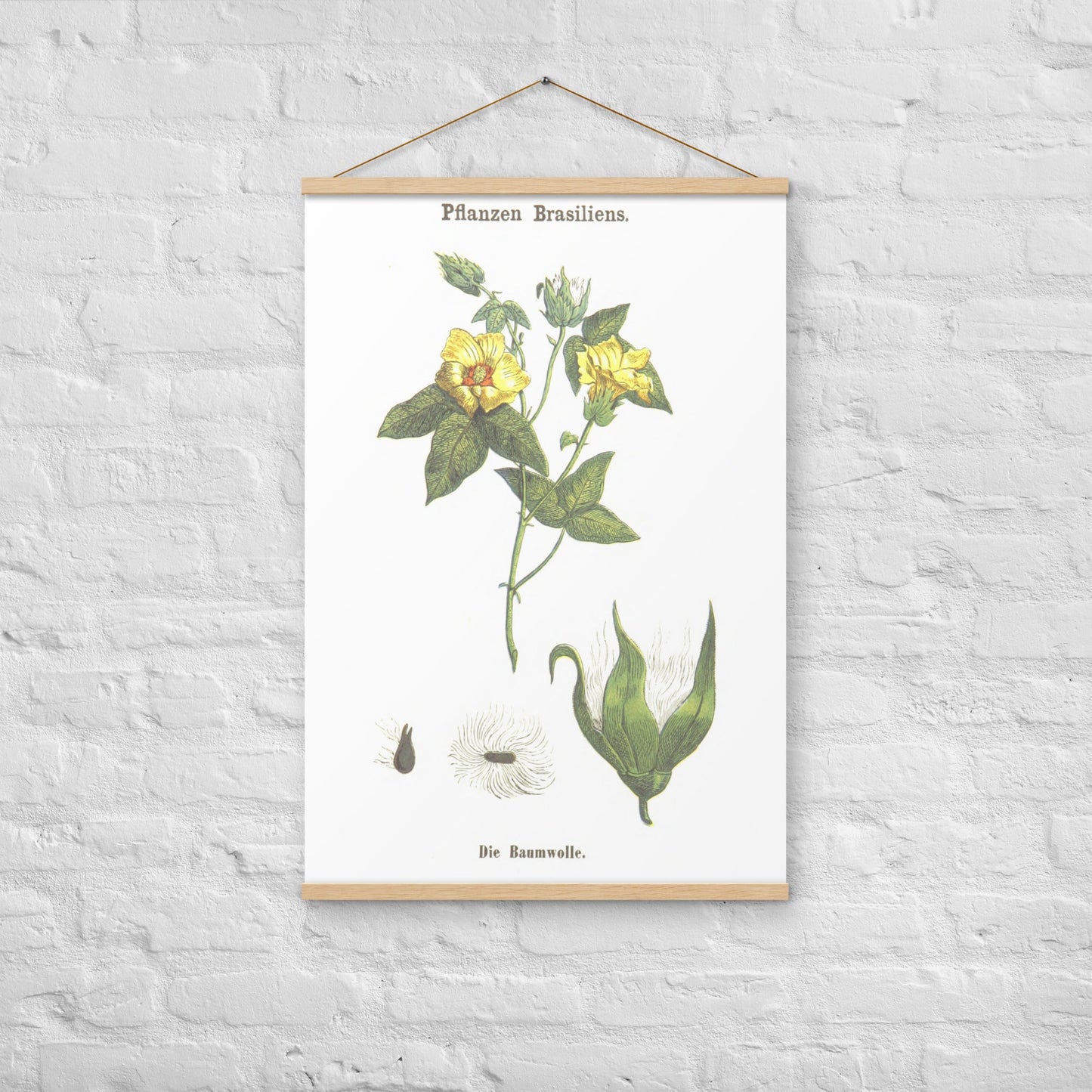 Cotton (Gossypium spp.) - Poster with hanger - Sighthound Creatives