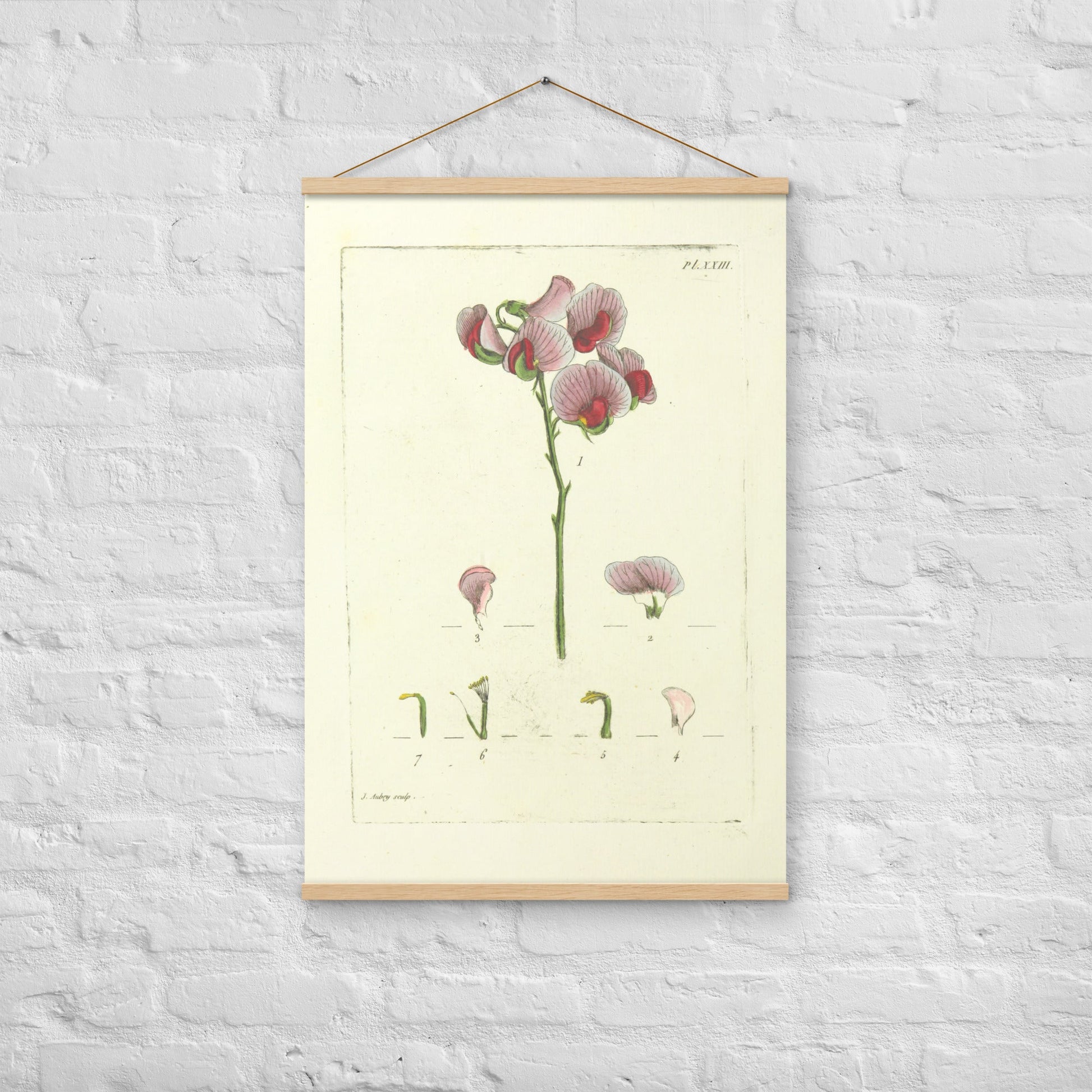 Earthnut Pea (Lathyrus tuberosus) - Poster with hanger - Sighthound Creatives