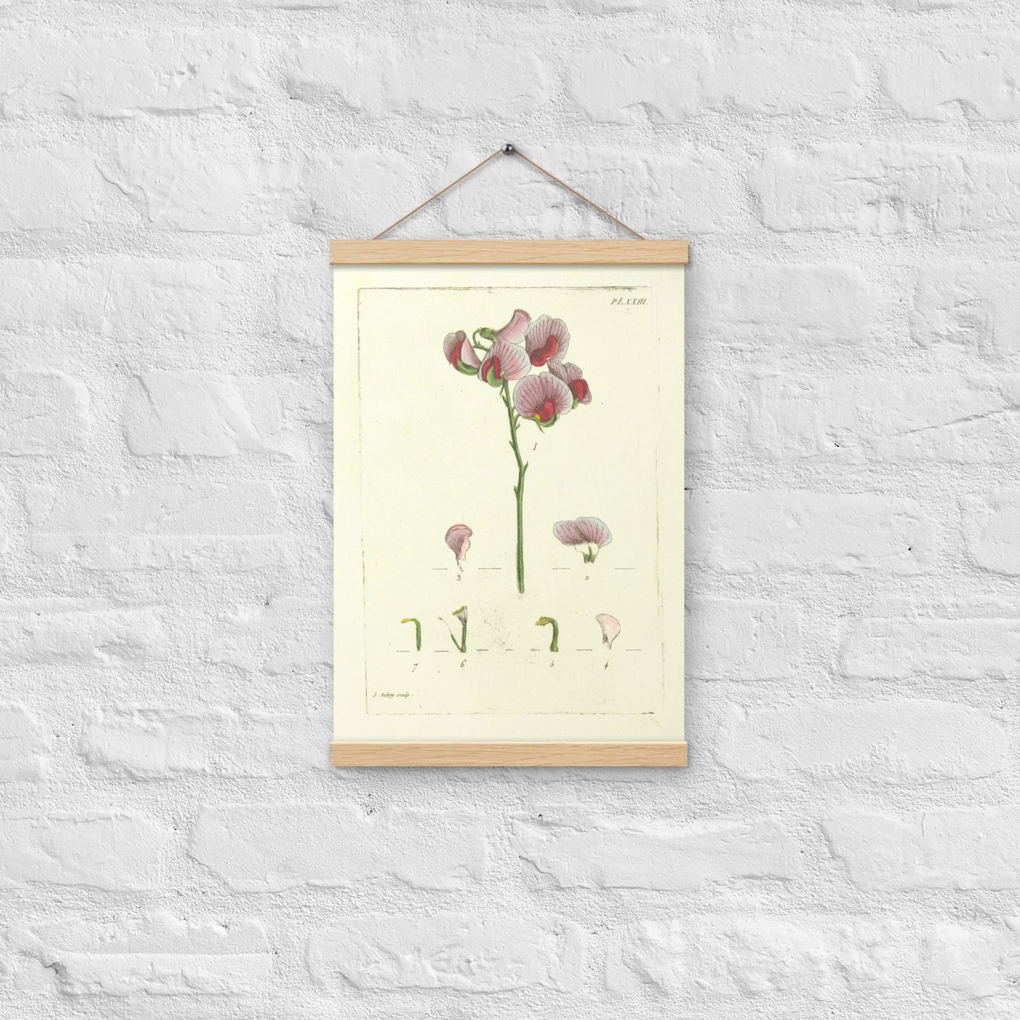 Earthnut Pea (Lathyrus tuberosus) - Poster with hanger - Sighthound Creatives