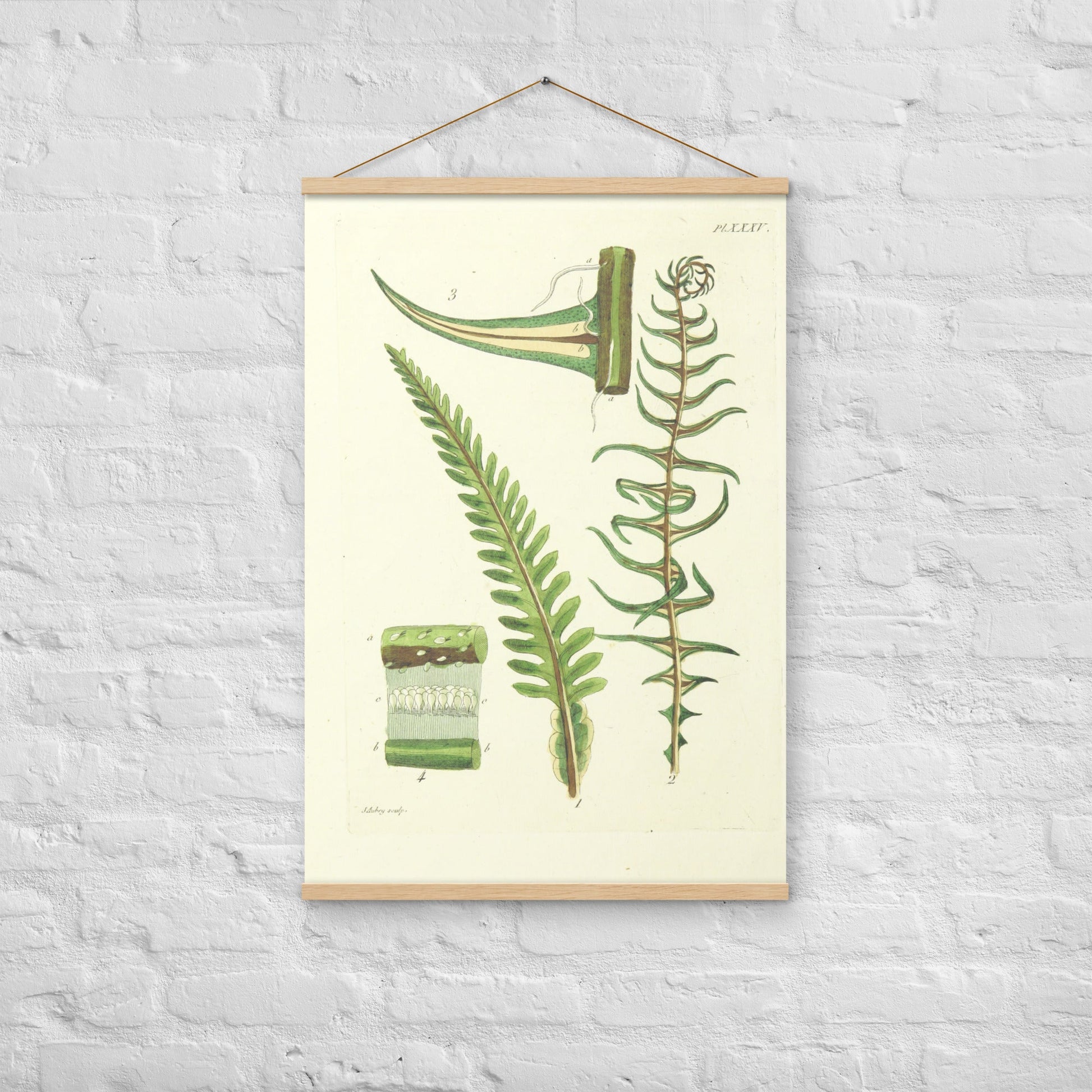 Fern (Blechnaceae) - Poster with hanger - Sighthound Creatives