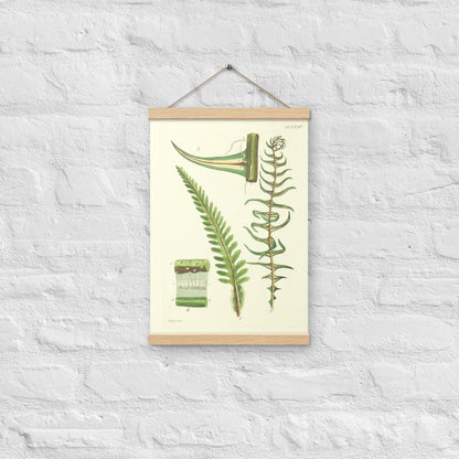 Fern (Blechnaceae) - Poster with hanger - Sighthound Creatives