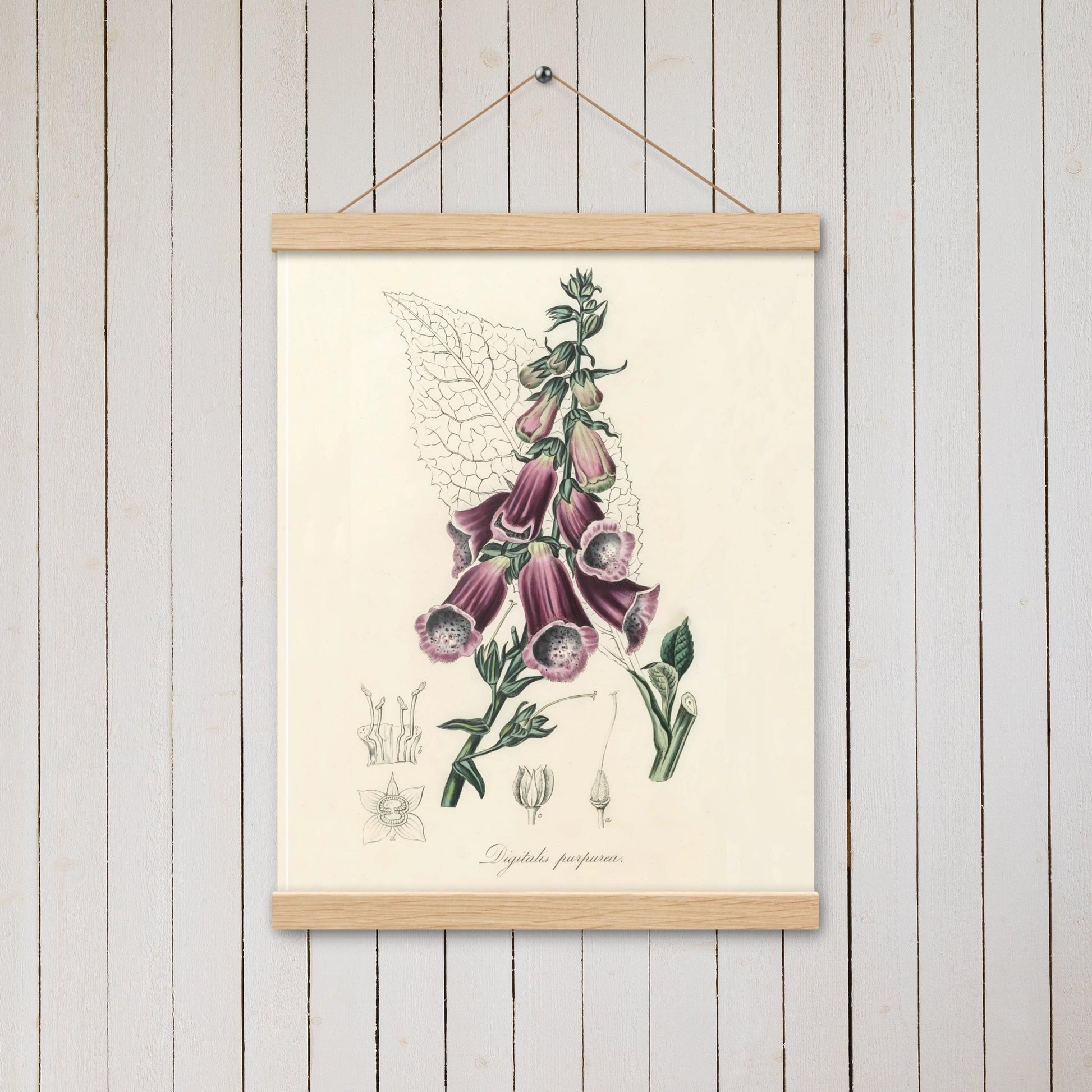 Foxglove (Digitalis purpurea) - Poster with hanger - Sighthound Creatives