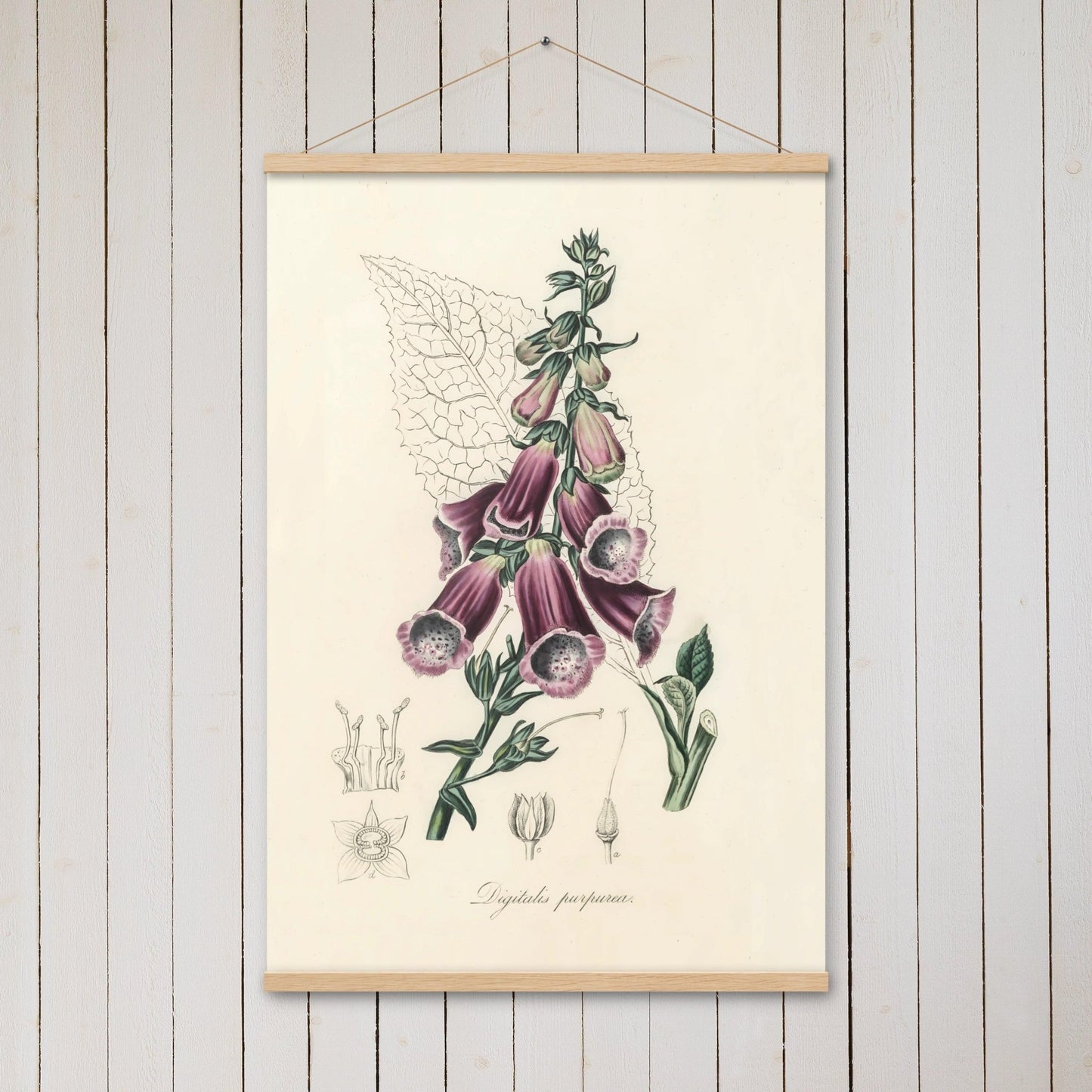 Foxglove (Digitalis purpurea) - Poster with hanger - Sighthound Creatives