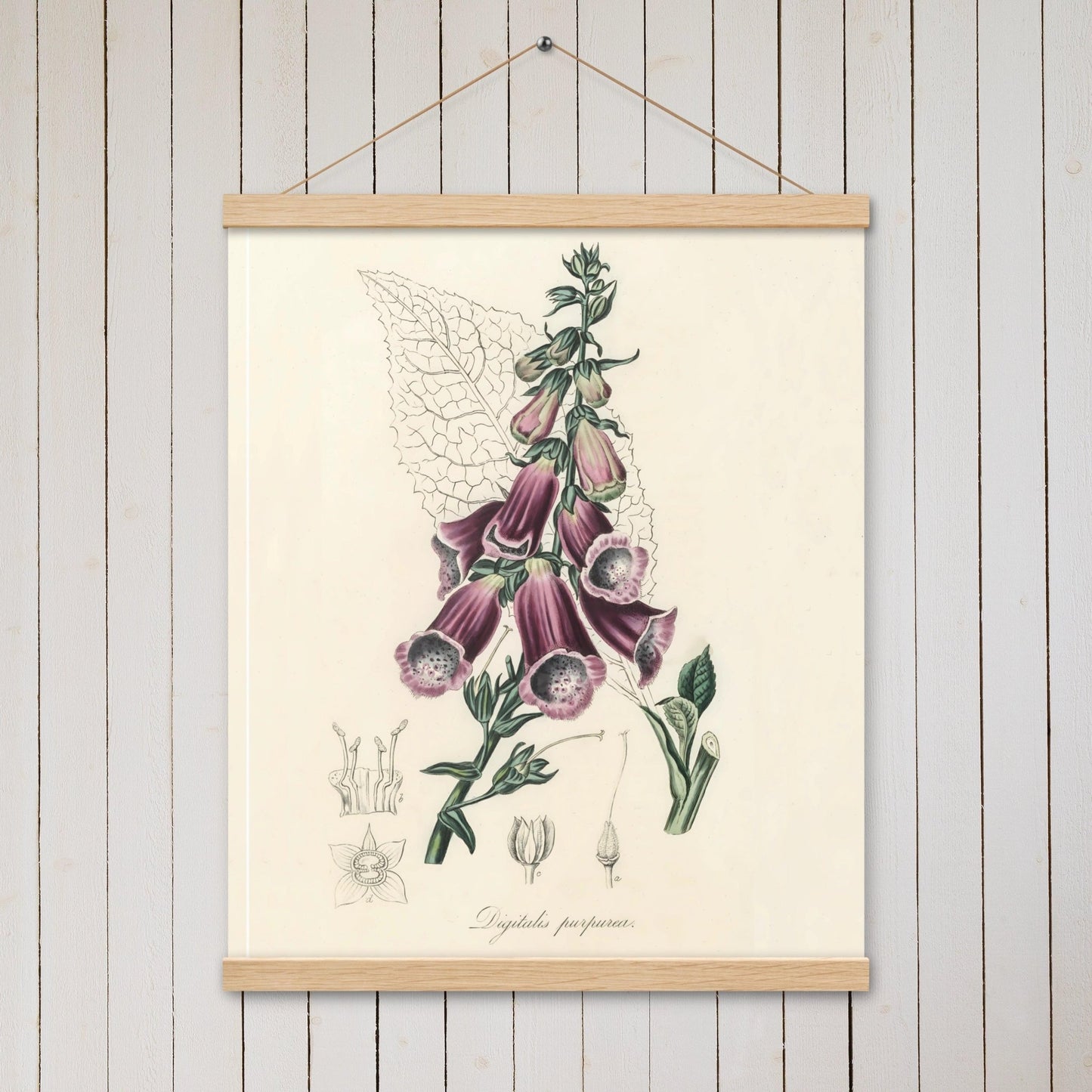 Foxglove (Digitalis purpurea) - Poster with hanger - Sighthound Creatives