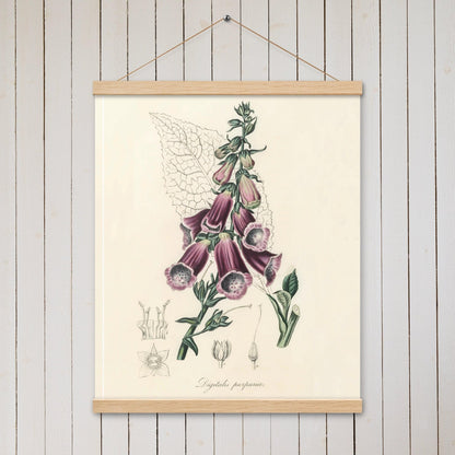 Foxglove (Digitalis purpurea) - Poster with hanger - Sighthound Creatives