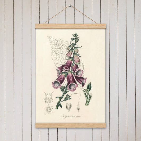 Foxglove (Digitalis purpurea) - Poster with hanger - Sighthound Creatives