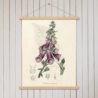 Foxglove (Digitalis purpurea) - Poster with hanger - Sighthound Creatives