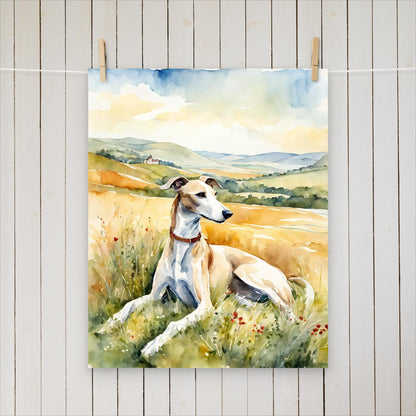 Greyhound laying in the field - Poster - Sighthound Creatives