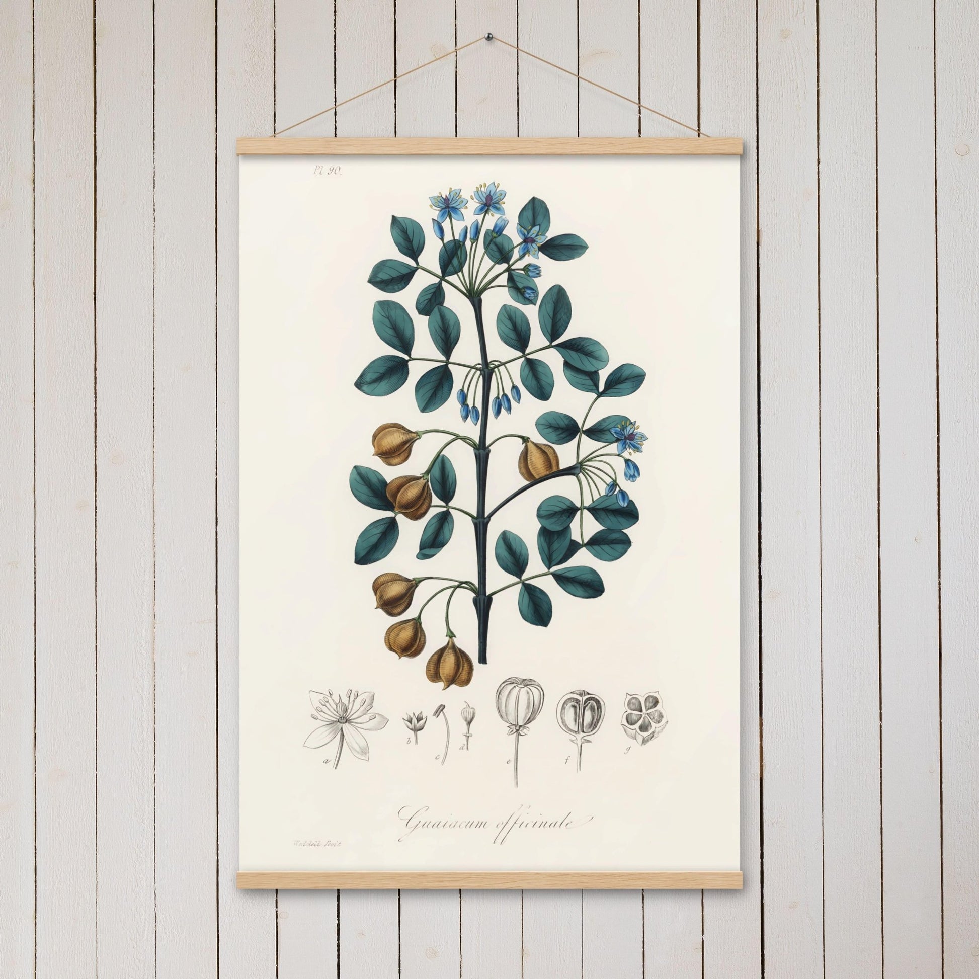 Guaiacwood (Guaiacum officinale) - Poster with hanger - Sighthound Creatives