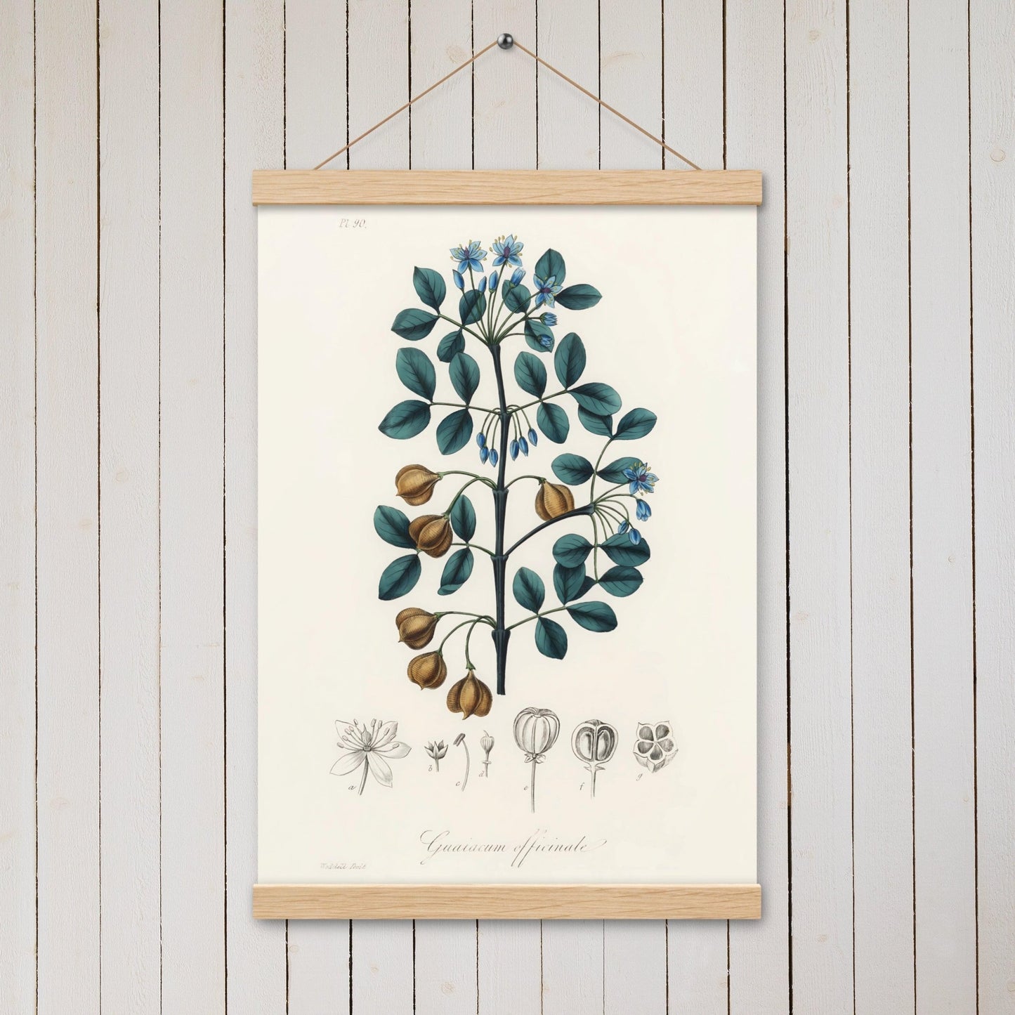 Guaiacwood (Guaiacum officinale) - Poster with hanger - Sighthound Creatives