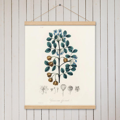 Guaiacwood (Guaiacum officinale) - Poster with hanger - Sighthound Creatives