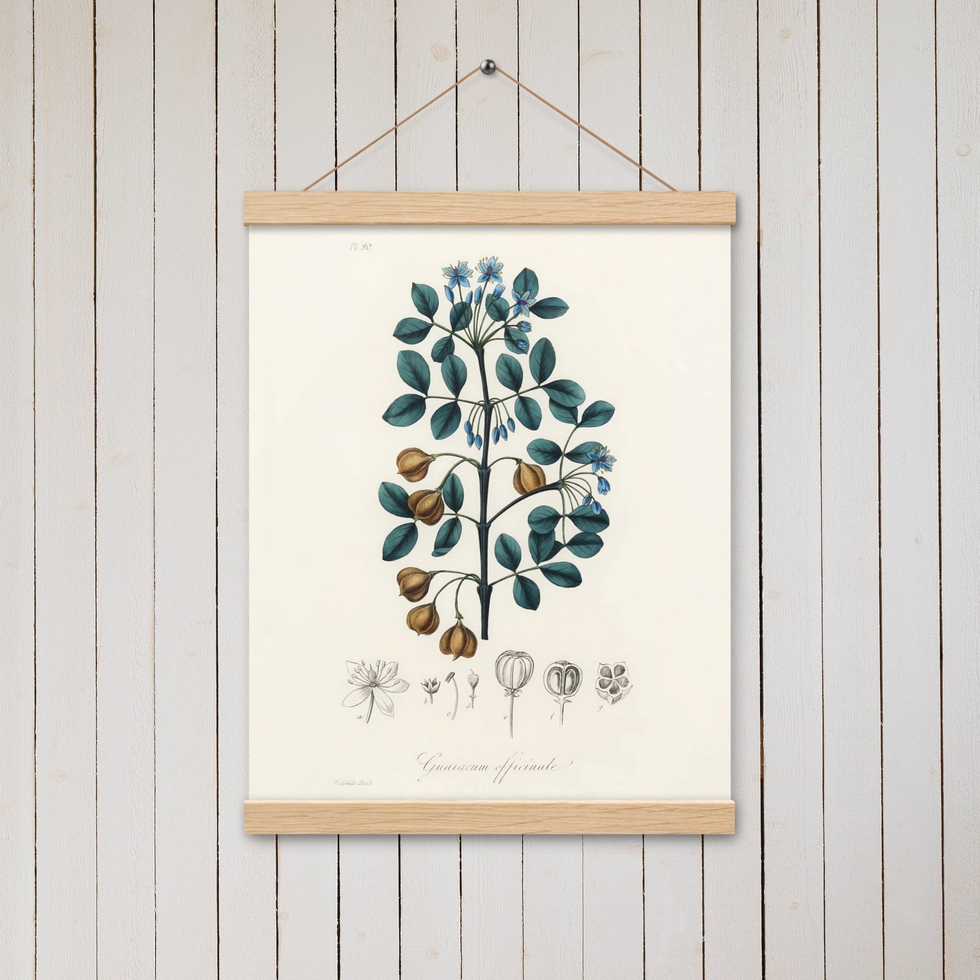 Guaiacwood (Guaiacum officinale) - Poster with hanger - Sighthound Creatives