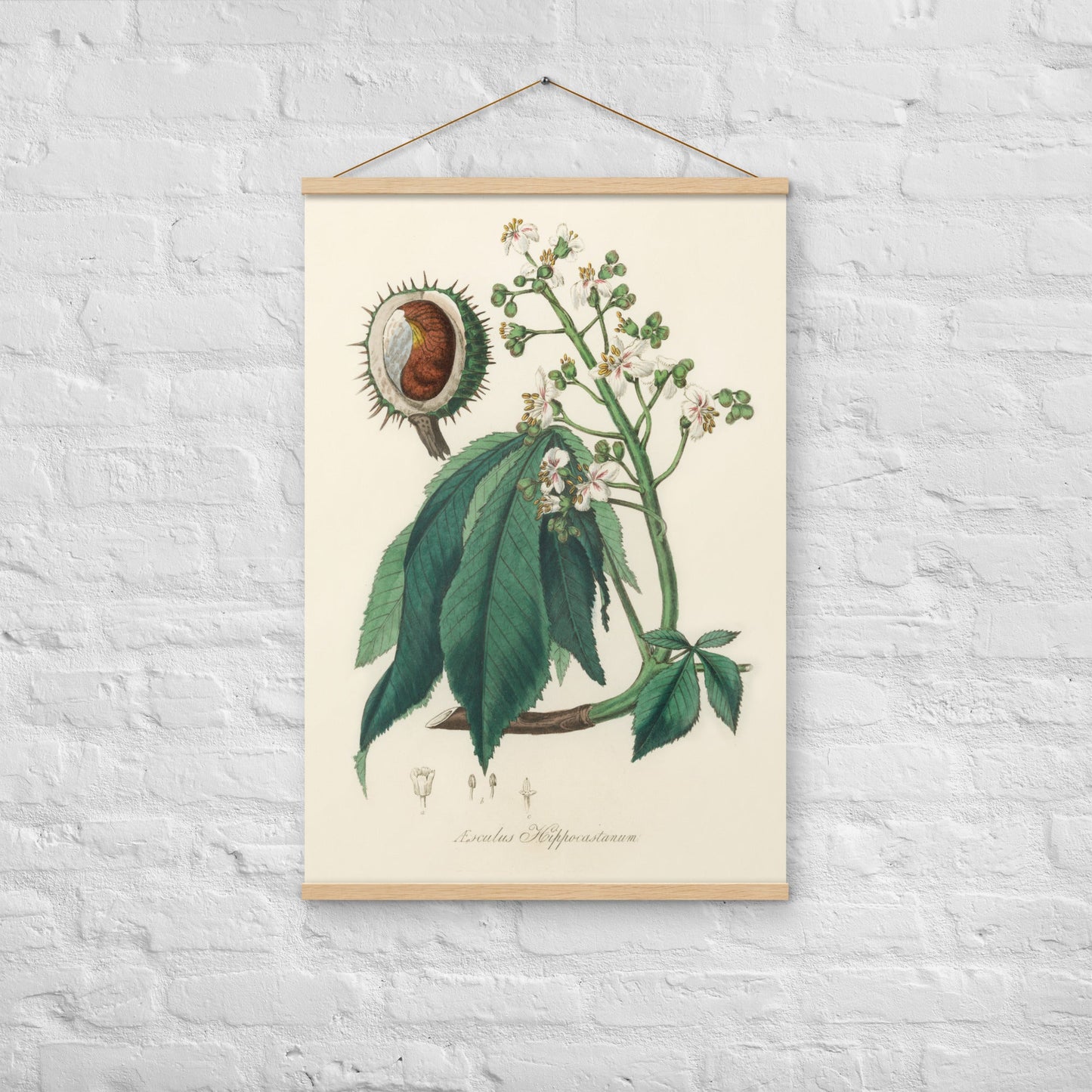 Horse Chestnut - Poster with hanger - Sighthound Creatives