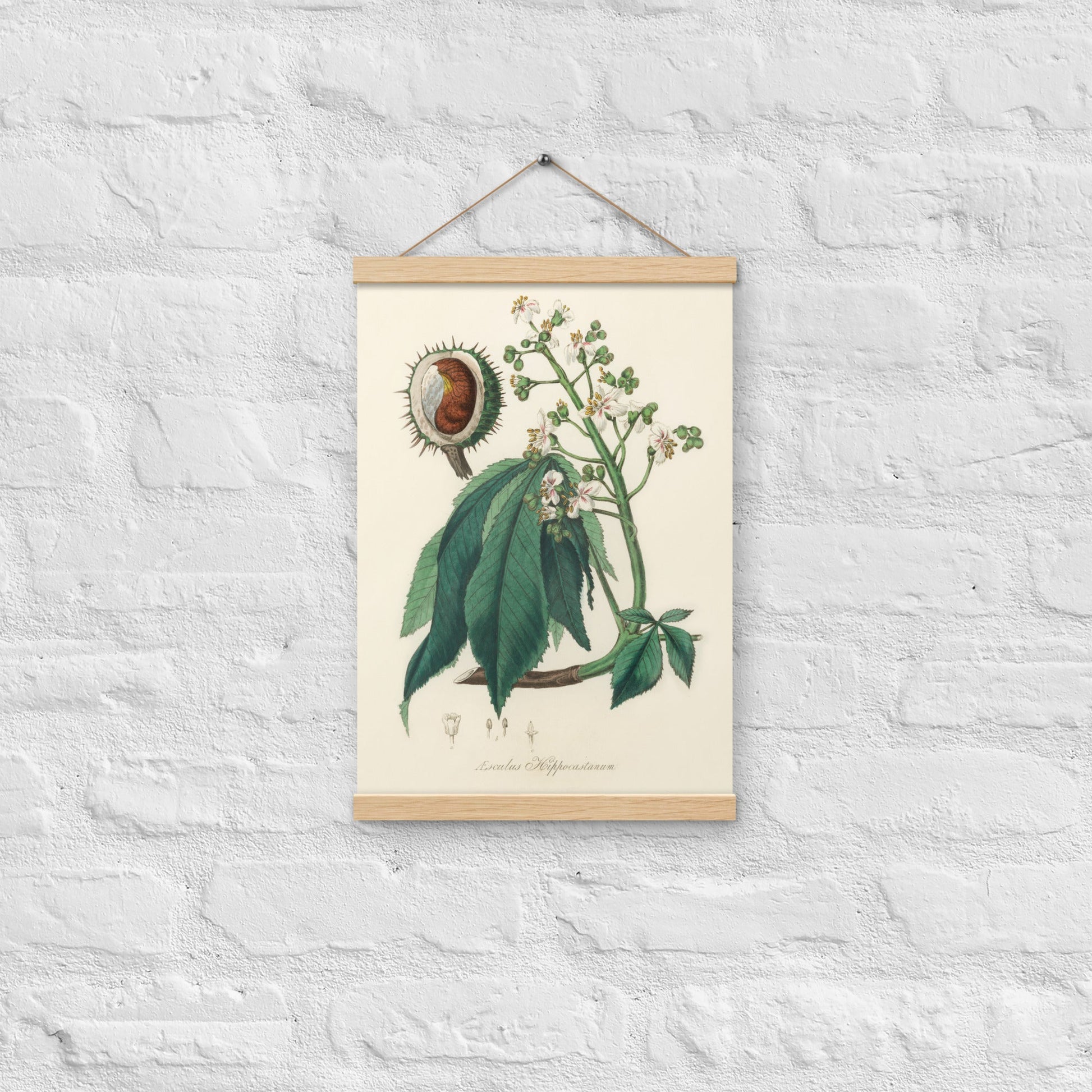 Horse Chestnut - Poster with hanger - Sighthound Creatives