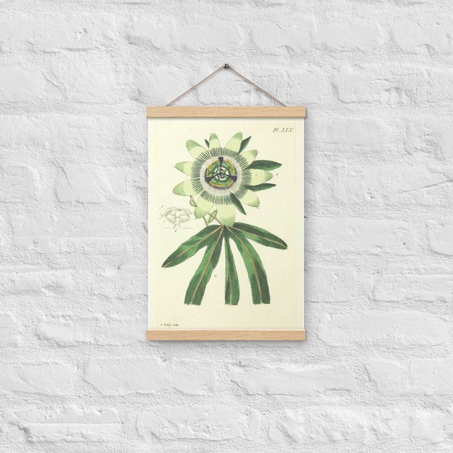 Passion flower (Passiflora spp.) - Poster with hanger - Sighthound Creatives