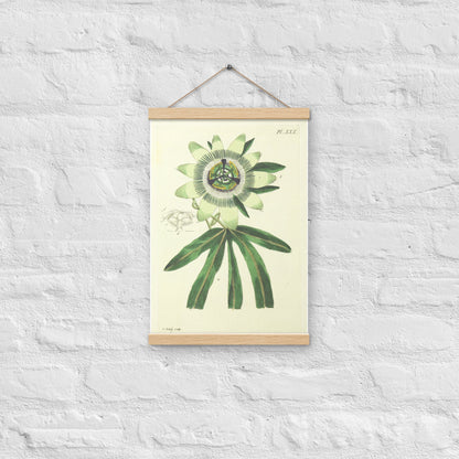 Passion flower (Passiflora spp.) - Poster with hanger - Sighthound Creatives