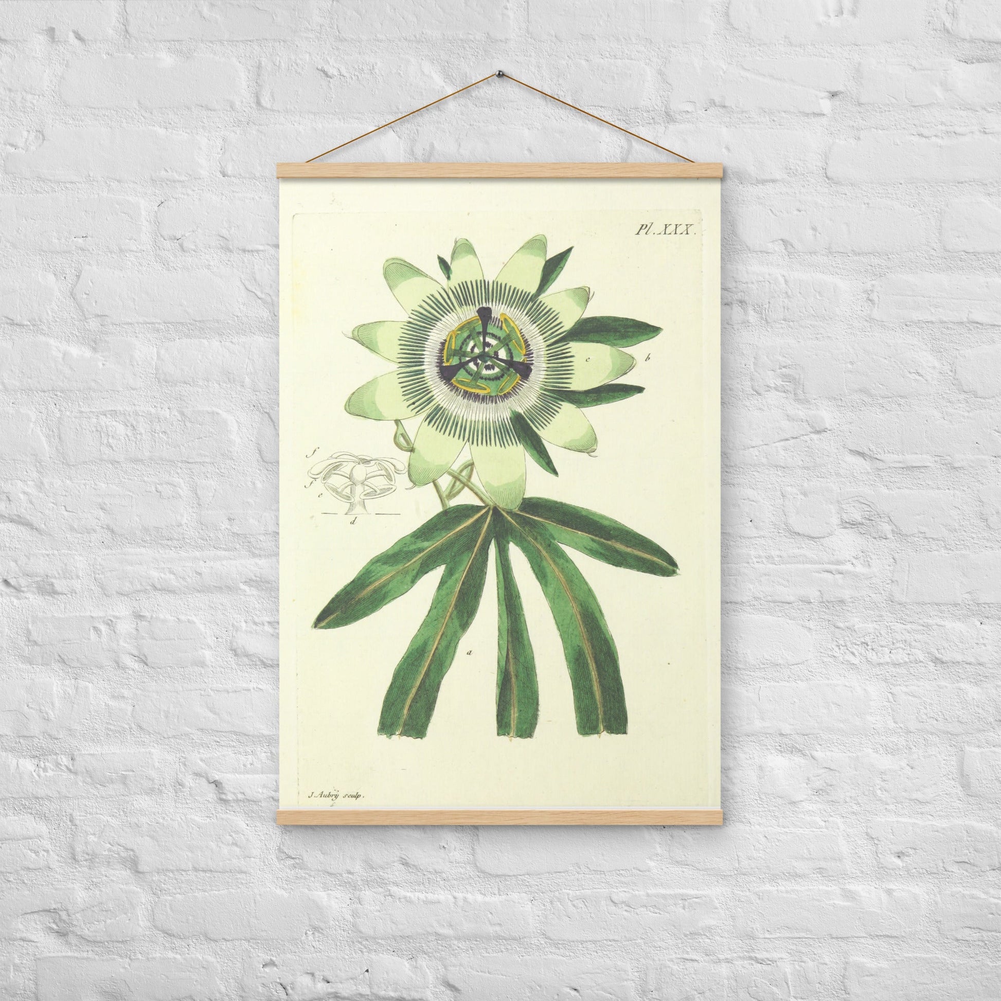 Passion flower (Passiflora spp.) - Poster with hanger - Sighthound Creatives