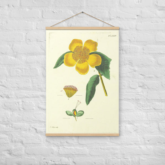 Yellow Peony - Poster with hanger - Sighthound Creatives