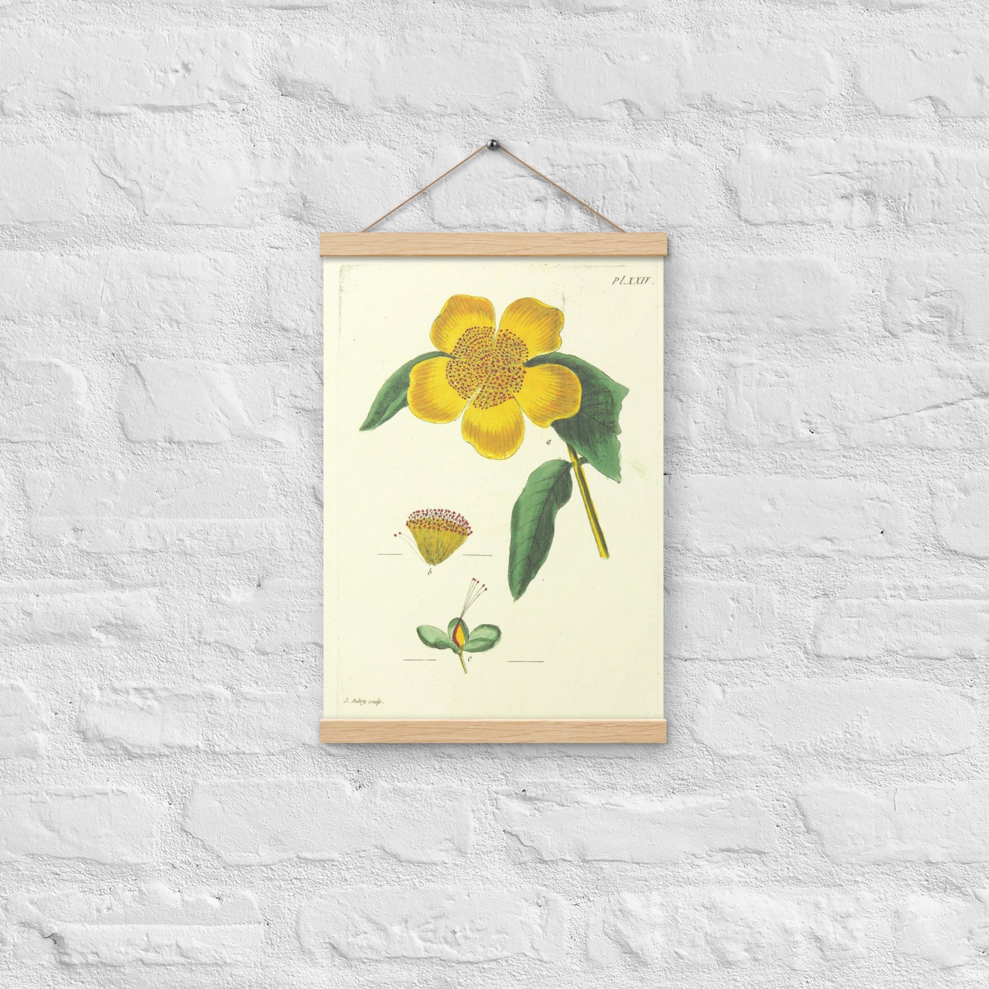 Yellow Peony - Poster with hanger - Sighthound Creatives